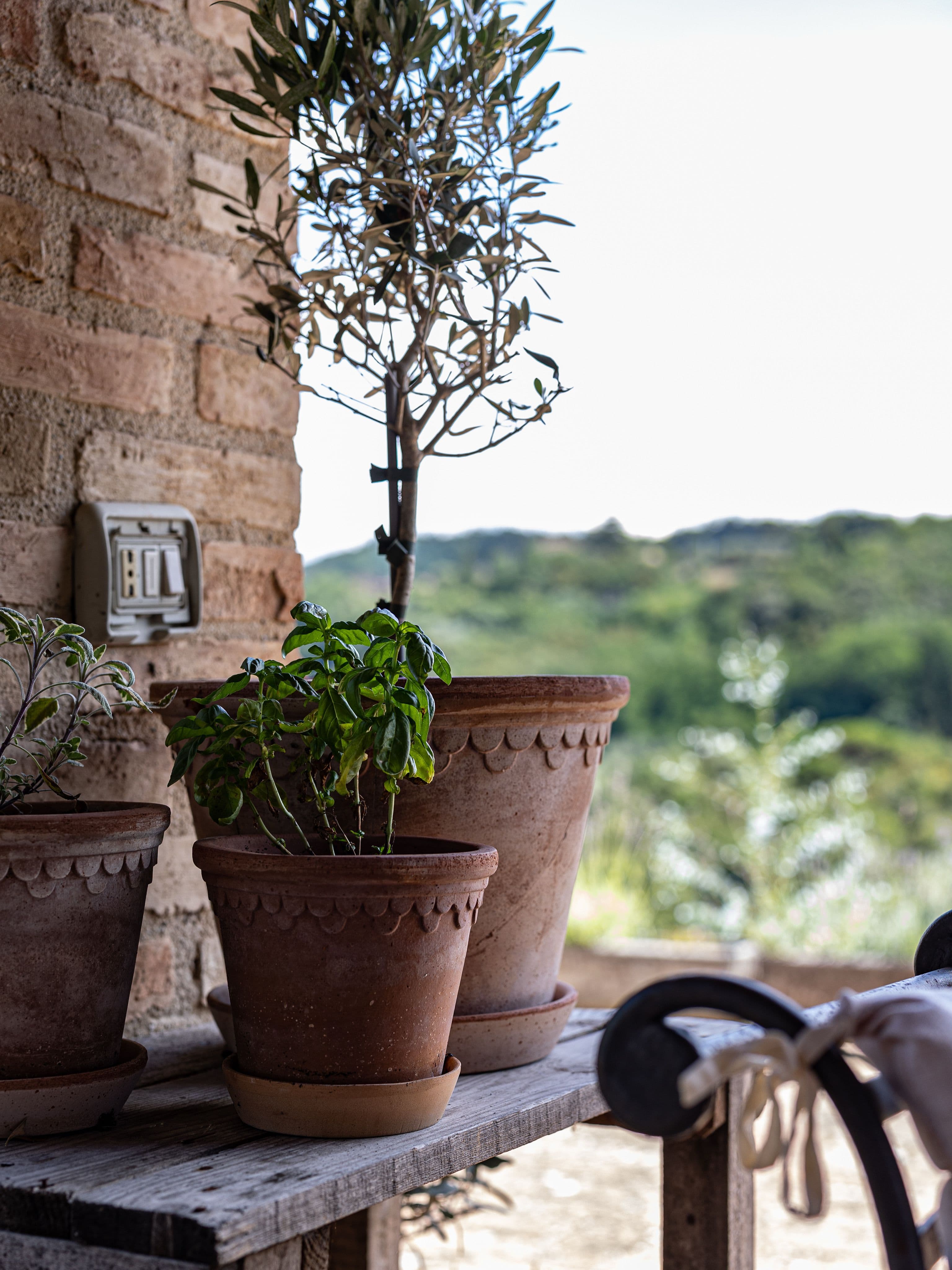 An old terracotta pot herb garden with rosemary, thyme, sage and oregano in natural light